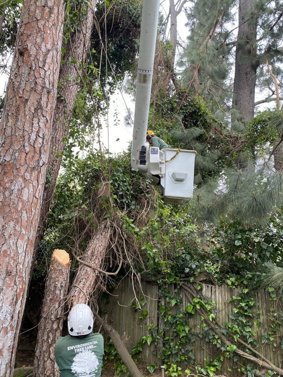 Environmental Tree Care climber in a bucket lift removing ivy-covered limbs from a mature pine, with a groundsman in branded green livery below